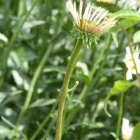 Shasta Daisy